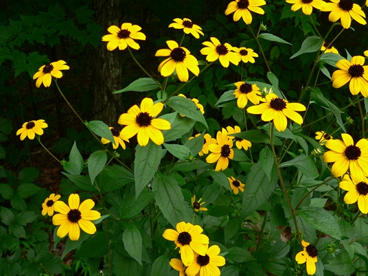 {Rudbeckia subtomentosa}